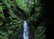 Floresta_Laurissilva