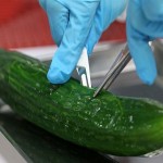 E.coli traz prejuízo agricultores a agricultores portugueses E.coli traz prejuízo agricultores a agricultores portugueses