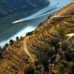 Vinhas em socalcos sobre o rio Douro Vinhas em socalcos sobre o rio Douro