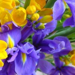 Exposição Internacional de Orquídeas no Porto