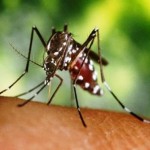 Plantas com poder inseticida e repelente poderão ajudar a extinguir o mosquito que transmite a dengue