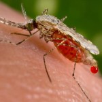 Portugueses descobriram o mecanismo que o mosquito da malária utiliza para evitar a coagulação do sangue Portugueses descobriram o mecanismo que o mosquito da malária utiliza para evitar a coagulação do sangue